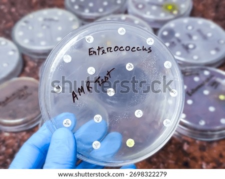 AMR test of Enterococcus bacteria. Antimicrobial resistance of Enterococcus spp.