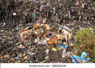 1,978 Dog Searching Food Images, Stock Photos & Vectors | Shutterstock