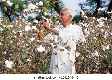 AMRAVATI, MAHARASHTRA, INDIA 20 JANUARY 2020 : Unidentified Indian Farmer Inspect Cotton Ball In The Cotton Field At Morning, An Indian Rural Farming Scene.