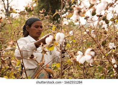 AMRAVATI, MAHARASHTRA, INDIA 20 JANUARY 2020 : Unidentified Indian Woman Farmer Harvesting Cotton In The Cotton Field At Morning, An Indian Rural Farming Scene.