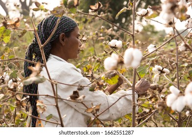 AMRAVATI, MAHARASHTRA, INDIA 20 JANUARY 2020 : Unidentified Indian Woman Farmer Harvesting Cotton In The Cotton Field At Morning, An Indian Rural Farming Scene.