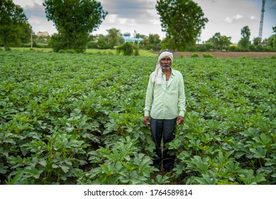 AMRAVATI, MAHARASHTRA, INDIA - 25 JUNE 2020: Unidentified Indian Farmer Working In Okra Plant Or Ladyfinger Farm Field. 