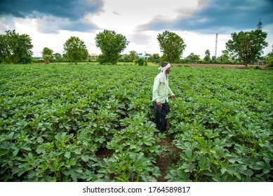 AMRAVATI, MAHARASHTRA, INDIA - 25 JUNE 2020: Unidentified Indian Farmer Working In Okra Plant Or Ladyfinger Farm Field. 