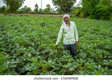 AMRAVATI, MAHARASHTRA, INDIA - 25 JUNE 2020: Unidentified Indian Farmer Working In Okra Plant Or Ladyfinger Farm Field. 