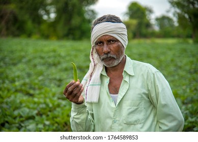 AMRAVATI, MAHARASHTRA, INDIA - 25 JUNE 2020: Unidentified Indian Farmer Working In Okra Plant Or Ladyfinger Farm Field. 