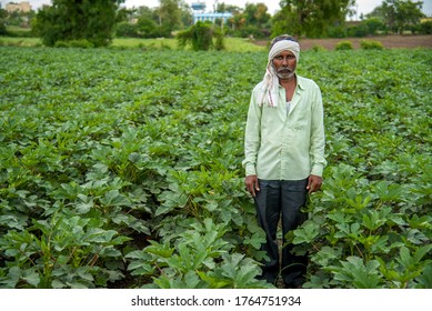 AMRAVATI, MAHARASHTRA, INDIA - 25 JUNE 2020: Unidentified Indian Farmer Working In Okra Plant Or Ladyfinger Farm Field.