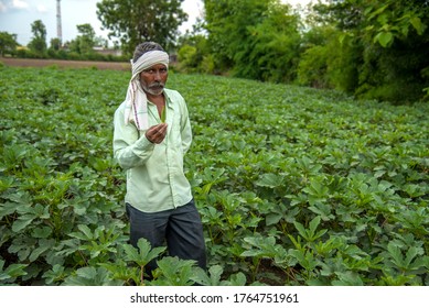 AMRAVATI, MAHARASHTRA, INDIA - 25 JUNE 2020: Unidentified Indian Farmer Working In Okra Plant Or Ladyfinger Farm Field.