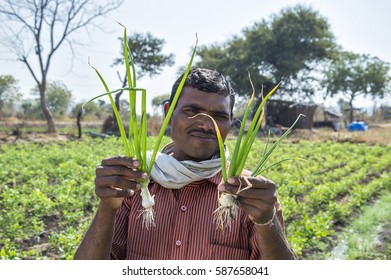 AMRAVATI, MAHARASHTRA, INDIA, 4 FEBRUARY 2017 : Unidentified Indian Farmer Harvesting Onion And Holding Onion Plants In Hands At The Organic Farm.