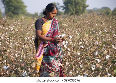 
AMRAVATI - MAHARASTRA- INDIA, DEC 4: Unidentified Woman Farmer Harvests Cotton In A Cotton Field On December 22, 2014 Amravati, Maharashtra, India