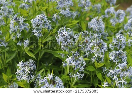 Amsonia tabernaemontana. Blue dogbane flowers in garden.