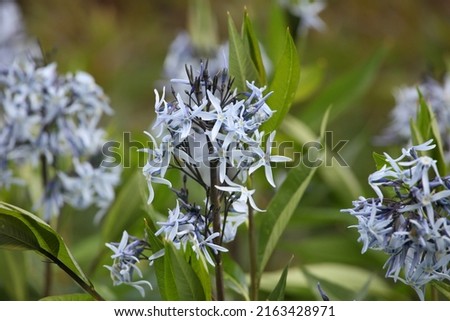Amsonia tabernaemontana, commonly called bluestar, in flower