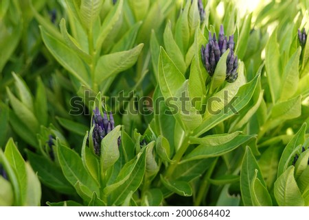 Amsonia tabernaemontana, Eastern Bluestar is an herbaceous perennial that is native to the American South and up to Illinois. 