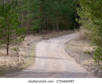 Amsta, Västmanland/Sweden- 04142020 Roe Deer Crossing A Gravel Road.