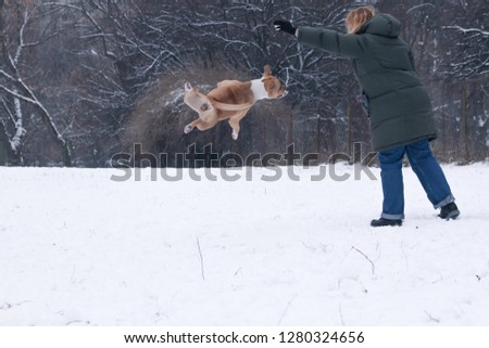 Amstaff breed dog playing with blonde woman in the snow,  jumping for the snowball.