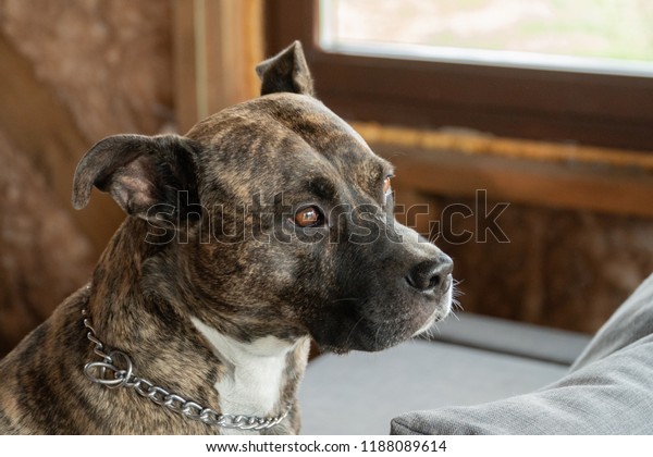 55+ Amstaff American Staffordshire Terrier Brindle