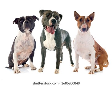 Three Dogs High Res Stock Images Shutterstock