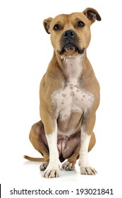 Amstaff Sitting White Studio Stock Photo 193021841 | Shutterstock