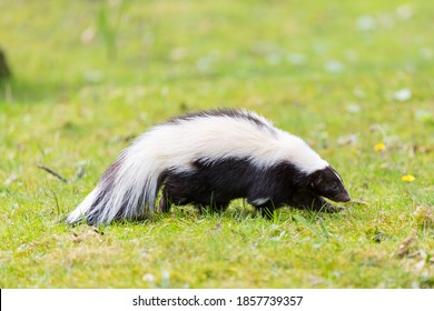 Skunk 2bon 2bwhite 2bbackground の写真素材 画像 写真 Shutterstock