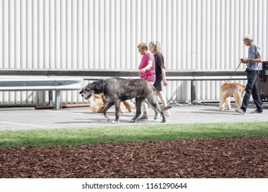 Amsterdam, The Netherlands, August 10, 2018: Irish Wolfhounds Let Out By His Owner During The World Dog Show