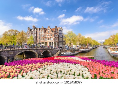 Amsterdam Netherlands, city skyline at canal waterfront with spring tulip flower