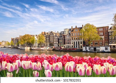 Amsterdam, Netherlands, City Skyline At Canal Waterfront With Spring Tulip Flower