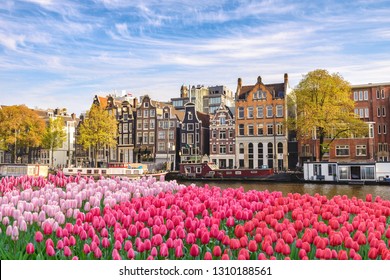Amsterdam Netherlands, city skyline Dutch house at canal waterfront with spring tulip flower