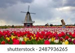 Amsterdam tulips Amsterdam tulips  Amsterdam tulips 