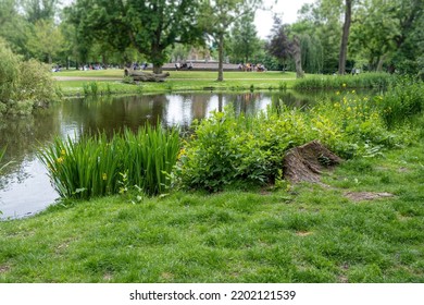 Amsterdam, Vondel Park At Netherlands. Pond Surrounded From Plants, Trees, Green Grass. People Get Rest Near The Lake. Enjoying The Nature Concept.