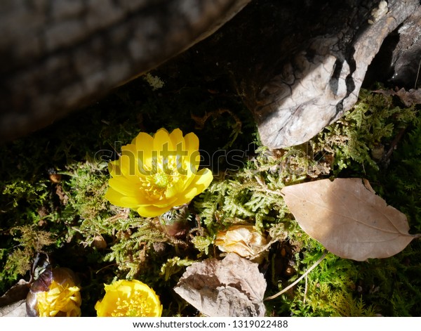 Amur Adonis Blooming Garden Nature Stock Image