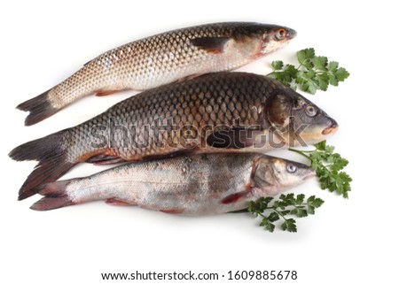 Amur carp, rudd and redlip mullet. Sea and river fishes