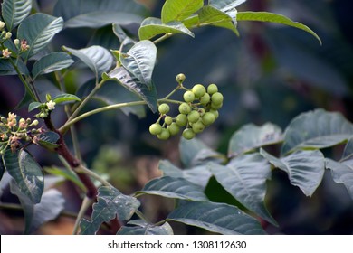 Amur Corktree In The Forest