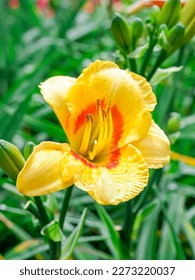Amur daylily is a species of plant in the subfamily Hemerocallidoideae of the family Asphodelaceae of the order Asparagales - Shutterstock ID 2273220037