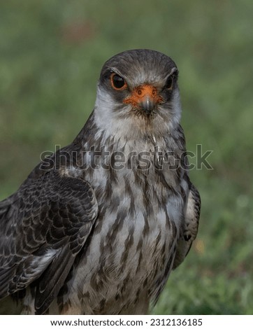 Amur falcon Bird sitting on roack