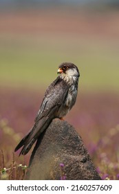 Amur falcon, Falco amurensis, Lonavala, Indien