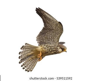 Amur Falcon Flying Isolated On White Background.