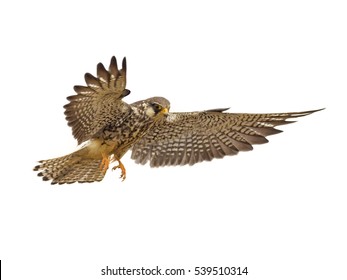 Amur Falcon Isolated On White Background.