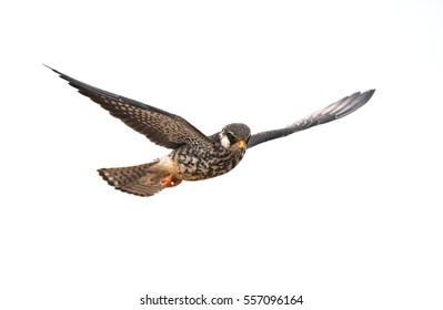 Amur Falcon on flying isolated on white background