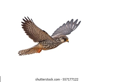 Amur Falcon on flying isolated on white background