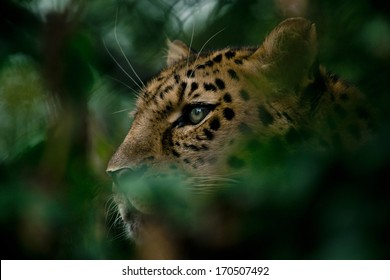 Amur Leopard