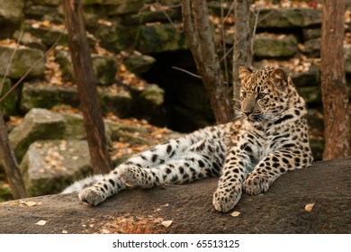 Amur Leopard