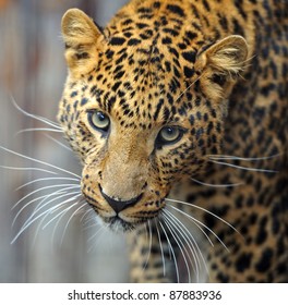 Amur Leopard