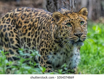 Amur Leopard Captivity Stock Photo 1054374869 | Shutterstock