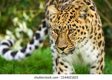 An Amur Leopard Close Up With A Looping Tail To The Left Of The Leopard