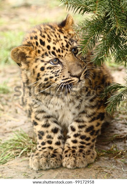 Amur Leopard Cub Vital Conservation Breeding Stock Photo (Edit Now