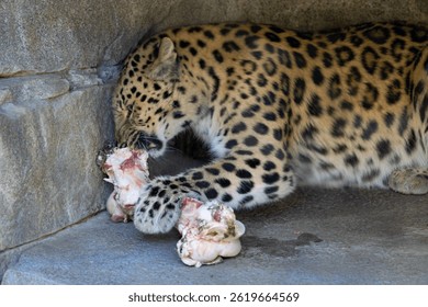 Amur leopard eating a bone
