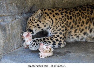 Amur leopard eating a bone