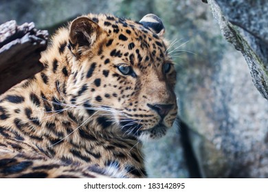 Amur Leopard falling asleep on a rock