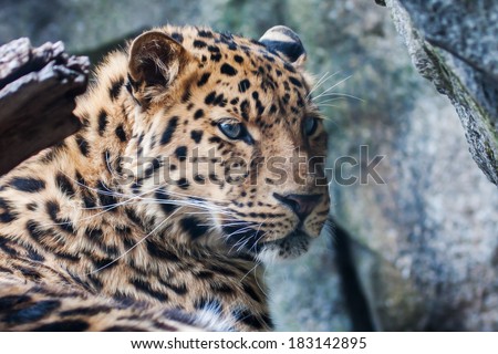 Amur Leopard falling asleep on a rock