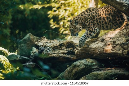Amur Leopard Hunting Down Eating Prey Stock Photo 1134518069 | Shutterstock
