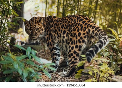 Amur Leopard Hunting Down Eating Prey Stock Photo 1134518084 | Shutterstock